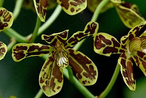 2025-07119504 Tower Hill Botanic Garden, MA